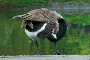 süß Wasser Vogel beim lokal Öffentlichkeit Parks See von bedford Stadt von England großartig Großbritannien, Vereinigtes Königreich. Bild war gefangen auf April 22., 2023 foto