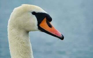 die meisten schön Bild von Weiß britisch Schwan im das See von Milton Schlüssel England Vereinigtes Königreich. foto