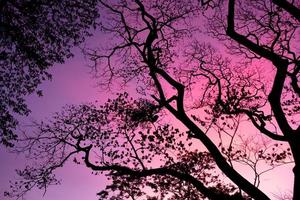 Silhouette Bäume mit schönem Himmelshintergrund, Wald foto