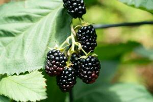 Rubus Brombeere wild Wald Blumen und Früchte foto