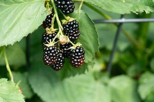 Rubus Brombeere wild Wald Blumen und Früchte foto