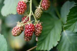 Rubus Brombeere wild Wald Blumen und Früchte foto