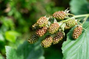 Rubus Brombeere wild Wald Blumen und Früchte foto