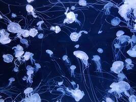 Qualle Schwimmen im das Aquarium Foto Hintergrund, Meer Natur Kreaturen, unter Wasser Marine Leben Hintergrund