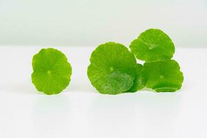 ein Glas Becherglas enthält Wasser und Centella asiatica dekoriert mit erlenmeyer Flasche und runden Podium foto