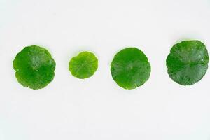 oben Aussicht Glas Becherglas enthält Wasser und Centella asiatica dekoriert mit erlenmeyer Flasche und runden Podium foto