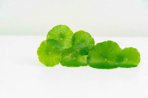 ein Glas Becherglas enthält Wasser und Centella asiatica dekoriert mit erlenmeyer Flasche und runden Podium foto