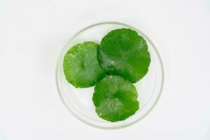 oben Aussicht Glas Becherglas enthält Wasser und Centella asiatica dekoriert mit erlenmeyer Flasche und runden Podium foto