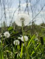 Löwenzahn Blume im Grün Gras foto