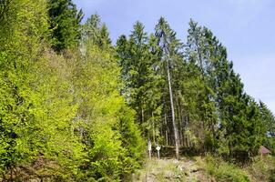 Sommer- Berg Wald foto