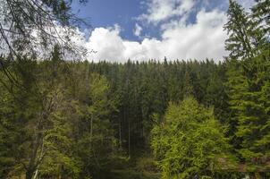 Sommer- Berg Wald foto