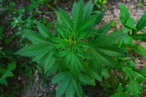 Cannabisstrauch ist eine narkotische und medizinische Pflanze. foto