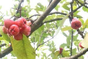 wässrig Rose Apfel auf Baum zum Ernte foto