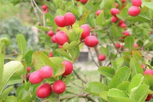 Carissa Carandas Obst auf Baum auf Bauernhof foto