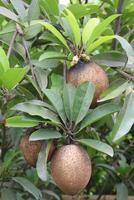 lecker und gesund Sapodilla auf Baum im Bauernhof foto