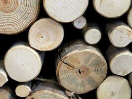 Ende schneidet von ein laubabwerfend Baum. Baum Stümpfe. Hintern von ein Holz Log foto