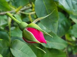 Knospe von ein rot Rose. Rose Blume. Blumen- Hintergrund zum Gruß Karte foto