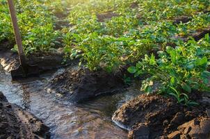 Kartoffel Plantage Bewässerung Management. Schaufeln stecken in Wasser Strom zum Richtung von fließt zu Plantage Reihen. schön Gebüsch von Kartoffeln. Landwirtschaft und Landwirtschaft. traditionell Oberfläche Bewässerung. foto