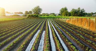 Bewässerung das Kartoffel Plantage im das früh Morgen. Regen und Niederschlag. Landwirtschaft und Landwirtschaft. wachsend Gemüse draußen auf öffnen Boden Feld. Oberfläche Bewässerung von Pflanzen auf Plantage. foto