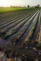 Bewässerung das Kartoffel Plantage. Wasser fließt zwischen Reihen von Kartoffel Pflanzen. europäisch Landwirtschaft. Landwirtschaft und Landwirtschaft. Agronomie. Befeuchtung. Oberfläche Bewässerung von Getreide. foto