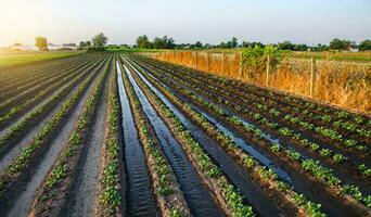 Bewässerung das Kartoffel Plantage. Wasser fließt zwischen Reihen von Kartoffel Pflanzen. Oberfläche Bewässerung von Getreide. europäisch Landwirtschaft. Agronomie. Befeuchtung. Landwirtschaft und Landwirtschaft. Abend Landschaft foto