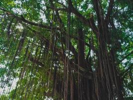 Baum mit Weinreben, Ansicht von unten foto