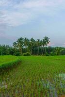 schöne Morgenansicht Indonesien Panoramalandschaft Reisfelder mit Schönheitsfarbe und natürlichem Himmelslicht foto