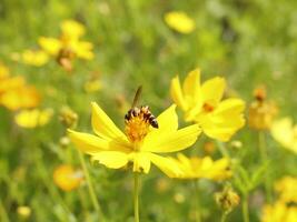 Biene und Kosmos Blume. schließen oben von Honig Biene auf Gelb Blume sammelt Nektar. golden Honig Biene auf Blume Pollen, verschwommen Hintergrund. selektiv Fokus Schuss von ein Biene. foto