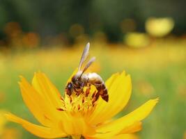 Biene und Kosmos Blume. schließen oben von Honig Biene auf Orang Blume sammelt Nektar. golden Honig Biene auf Blume Pollen, verschwommen Hintergrund. selektiv Fokus Schuss von ein Biene. foto