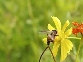 Biene und Kosmos Blume. schließen oben von Honig Biene auf Gelb Blume sammelt Nektar. golden Honig Biene auf Blume Pollen, verschwommen Hintergrund. selektiv Fokus Schuss von ein Biene. foto