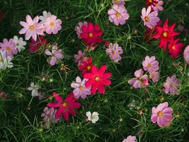 bunt og Kosmos Blume im das Garten zum Hintergrund foto