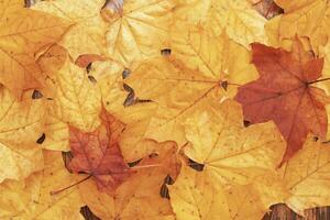 Blätter im Herbst über hölzernen Hintergrund. Rahmen aus Herbstblättern foto