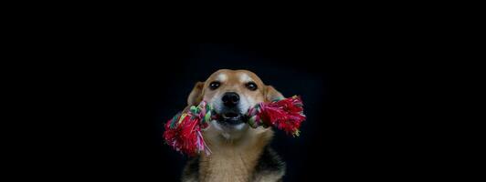 Porträt von ein Mischling Hund Spielzeuge von Fäden im das Mund foto