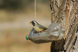 ein Saltator aurantiirostris Essen von das recycelt Flasche Esser foto