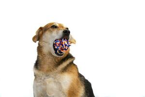 Porträt von ein Mischling Hund mit Spielzeug Ball auf Weiß Hintergrund foto