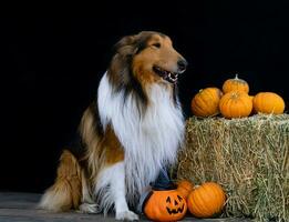 Collie Hund Nächster zu Halloween Dekoration foto