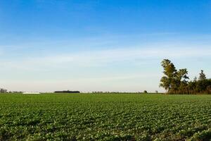 Argentinier Landschaft Landschaft mit Sojabohne Plantage foto