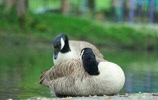 süß Wasser Vogel beim lokal Öffentlichkeit Parks See von bedford Stadt von England großartig Großbritannien, Vereinigtes Königreich. Bild war gefangen auf April 22., 2023 foto