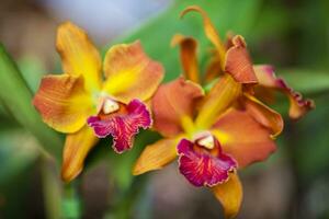 Nahansicht von einer von das schön kolumbianisch Orchideen. das Blumen Festival von Medelln im Kolumbien. Orchidee Zugehörigkeit zu Cattleya Gattung foto