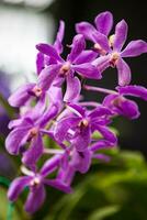 Nahansicht von einer von das schön kolumbianisch Orchideen. das Blumen Festival von Medelln im Kolumbien foto