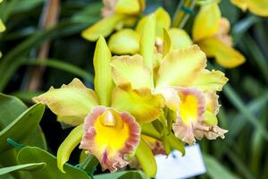 Nahansicht von einer von das schön kolumbianisch Orchideen. das Blumen Festival von Medelln im Kolumbien. Orchidee Zugehörigkeit zu Cattleya Gattung foto