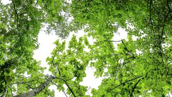 aussehen oben Aussicht Baum Blätter mit mit Ausschnitt Wege auf Weiß Kopieren Raum Hintergrund foto