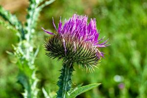 schöne wachsende Blumenwurzel Klettendistel auf Hintergrundwiese foto