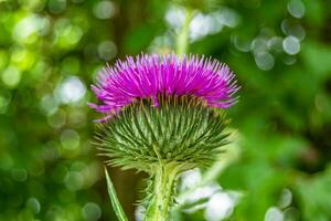 schöne wachsende Blumenwurzel Klettendistel auf Hintergrundwiese foto