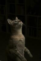 Katze Sehen das Licht foto