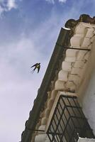 komisch schlucken. fliegend schließen zu das Traufe von ein Haus im ein andalusisch Dorf foto