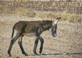 Tierwelt Wunder. gefährdet Esel im andalusisch Landschaft foto
