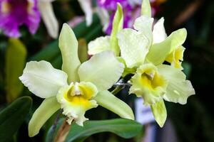 Nahansicht von einer von das schön kolumbianisch Orchideen. das Blumen Festival von Medelln im Kolumbien. Orchidee Zugehörigkeit zu Cattleya Gattung foto