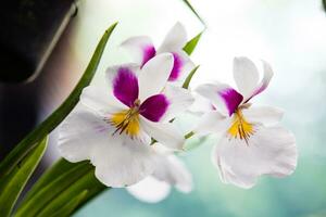 Nahansicht von einer von das schön kolumbianisch Orchideen. das Blumen Festival von Medelln im Kolumbien foto