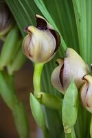 Nahansicht von einer von das schön kolumbianisch Orchideen. das Blumen Festival von Medelln im Kolumbien foto